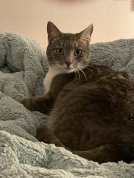 Lost Female Cat last seen Pine Street, Portsmouth, RI 02871