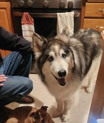 Reunited Female Dog last seen Carpenter nature center Hudson wi, Hudson, WI 54016