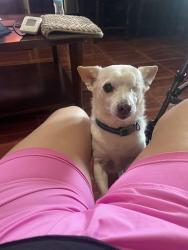 Reunited Male Dog last seen Near Clydedale Dr Dallas tx 75220, Dallas, TX 75220