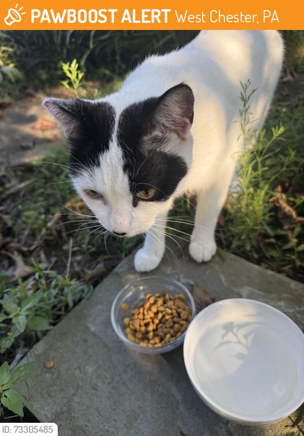 Found/Stray Female Cat last seen Near buck lane west Chester pa, West Chester, PA 19382