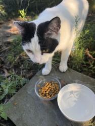 Found/Stray Female Cat last seen Near buck lane west Chester pa, West Chester, PA 19382