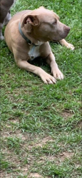 Lost Female Dog last seen Last seen at home in the backyard, Shreveport, LA 71118