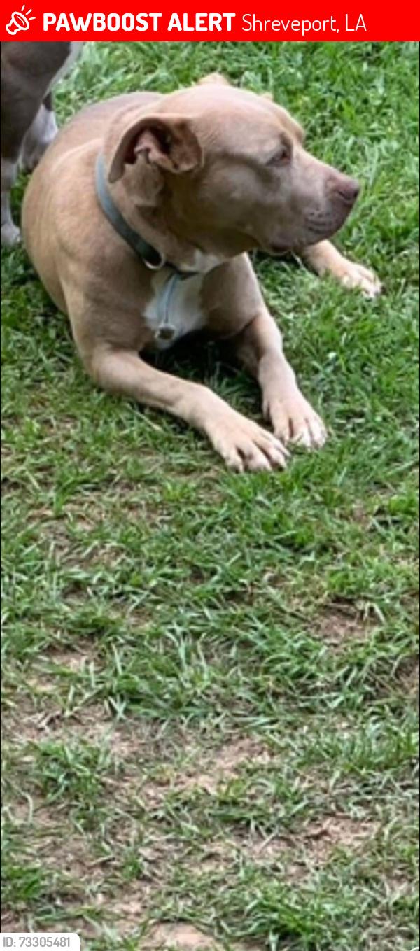 Lost Female Dog last seen Last seen at home in the backyard, Shreveport, LA 71118