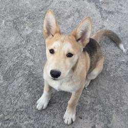 Reunited Male Dog last seen Grijalva Elementary, Tucson, AZ 85746