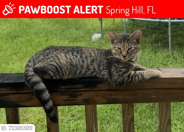 Lost Female Cat last seen Orlando Ave, Spring Hill, FL 34604