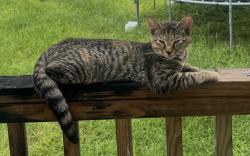 Lost Female Cat last seen Orlando Ave, Spring Hill, FL 34604