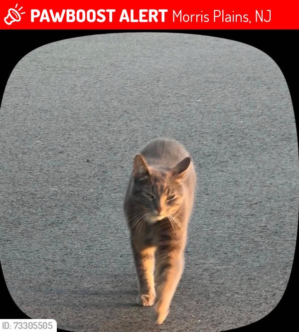 Lost Female Cat last seen Train station, Morris Plains, NJ 07950