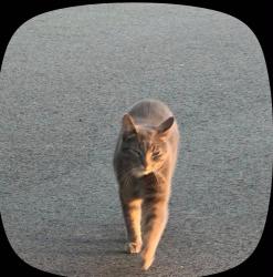 Lost Female Cat last seen Train station, Morris Plains, NJ 07950