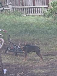Found/Stray Unknown Dog last seen Big Top Bingo, Fargo, ND 58103
