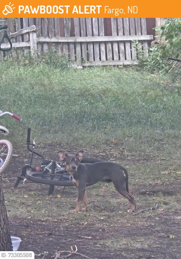 Found/Stray Unknown Dog last seen Big Top Bingo, Fargo, ND 58103