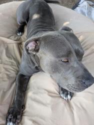 Reunited Male Dog last seen Mesilla and Southern, Albuquerque, NM 87108