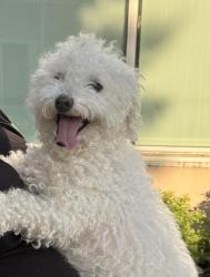 Reunited Female Dog last seen Crosspoint Church, Tesson Ferry Township, MO 63128
