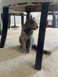 Reunited Unknown Cat last seen In my hse, Calgary, AB T2X 0B8