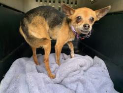Reunited Unknown Dog last seen Port St. Lucie, Port St. Lucie, FL 34986