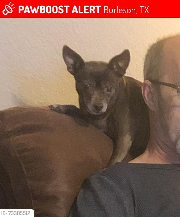 Lost Female Dog last seen Emerald Forest and CR 914A, Burleson, TX 76028