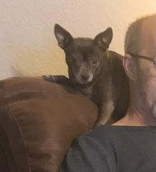 Lost Female Dog last seen Emerald Forest and CR 914A, Burleson, TX 76028