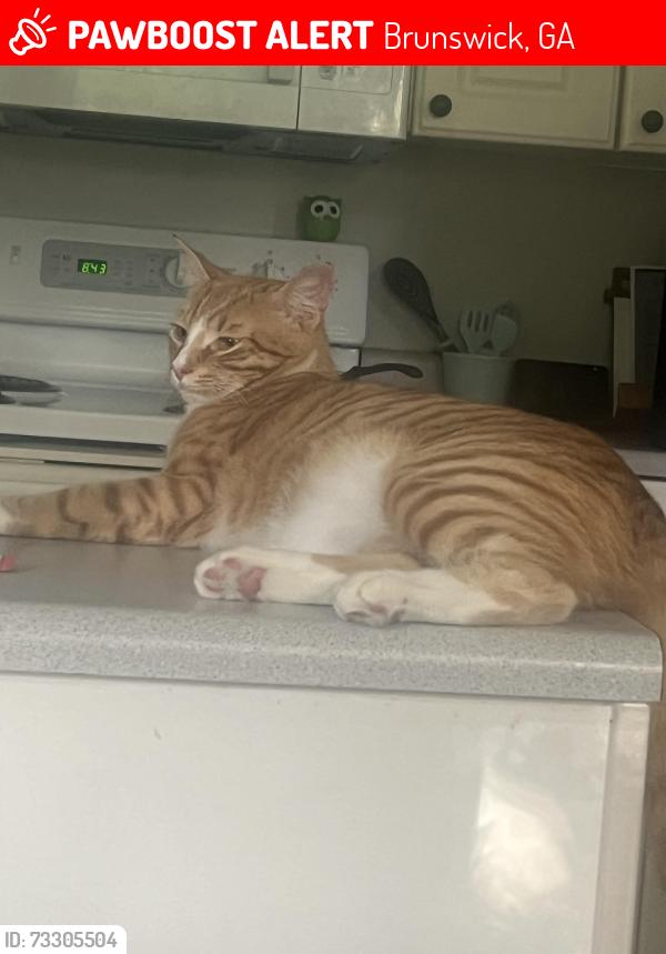 Lost Male Cat last seen Avondale and Ratcliffe, Brunswick, GA 31523