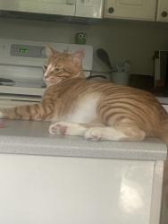 Lost Male Cat last seen Avondale and Ratcliffe, Brunswick, GA 31523