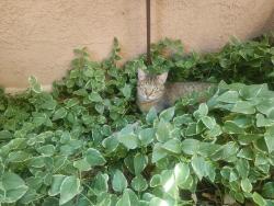 Reunited Male Cat last seen Monahiti Pl NE, Albuquerque, NM 87109