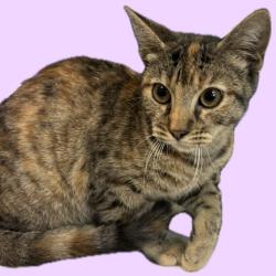 Shelter Stray Female Cat last seen , 361 S Raymond Ave, Pasadena, CA 91105, USA