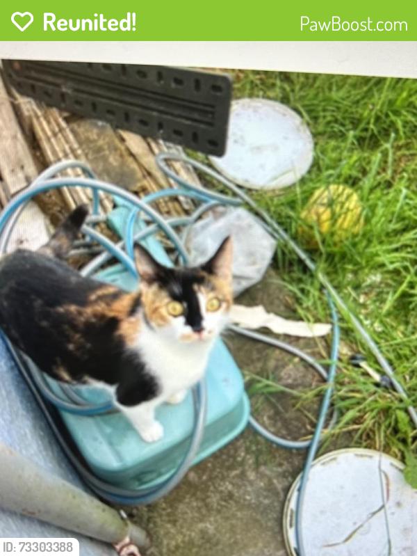 Reunited Female Cat last seen Hnebury, Henbury, England BS10 7NZ