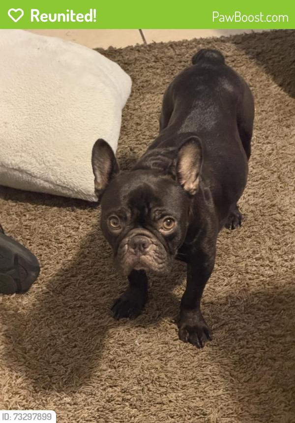 Reunited Female Dog last seen Bonavantura, San Antonio, TX 78245, USA, San Antonio, TX 78245
