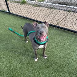 Shelter Stray Female Dog last seen , Animal Care & Control Team of Philly, 111 W Hunting Park Ave, Philadelphia, PA 19140, USA