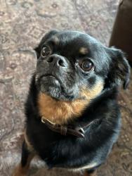 Reunited Male Dog last seen W146th Street near Prarie Highlands, Olathe, KS 66061
