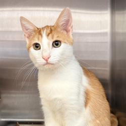 Shelter Stray Male Cat last seen , 4575 E Mesquite Ave, Palm Springs, CA 92264, USA
