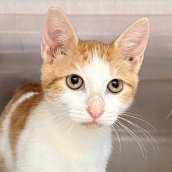 Shelter Stray Female Cat last seen , 4575 E Mesquite Ave, Palm Springs, CA 92264, USA