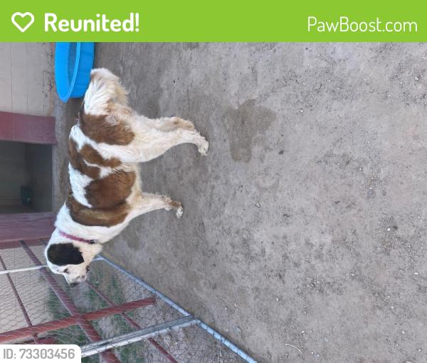 Reunited Female Dog last seen Robin Road & Horizon Blvd, Socorro, TX 79927