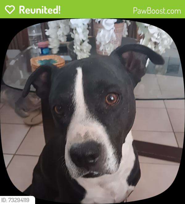 Reunited Male Dog last seen Alarcon & Saltillo, San Elizario, TX 79849