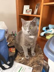 Lost Male Cat last seen Brook park, Brook Park, OH 44142