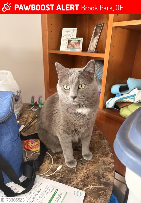 Lost Male Cat last seen Brook park, Brook Park, OH 44142