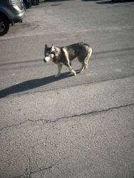 Found/Stray Unknown Dog last seen Clifton heights on de Votie avenue, Cincinnati, OH 45219