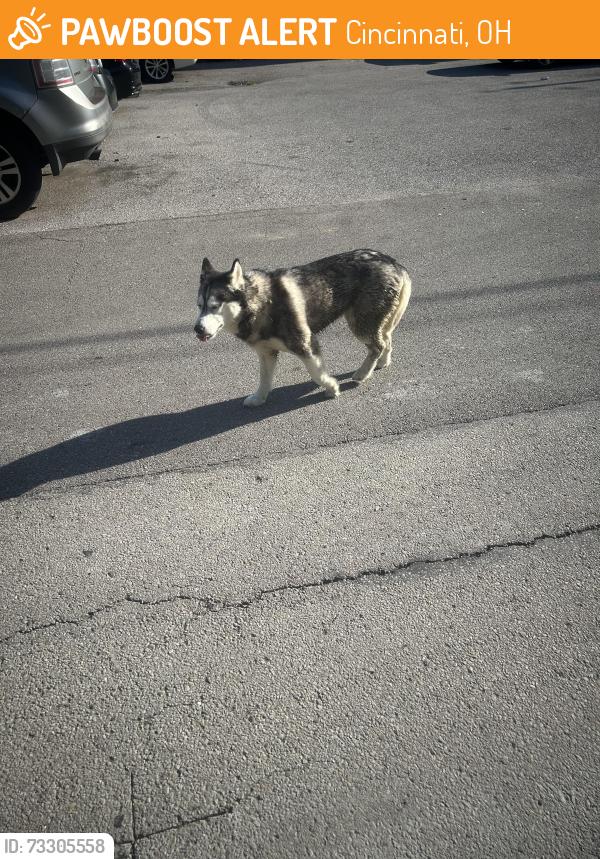 Found/Stray Unknown Dog last seen Clifton heights on de Votie avenue, Cincinnati, OH 45219