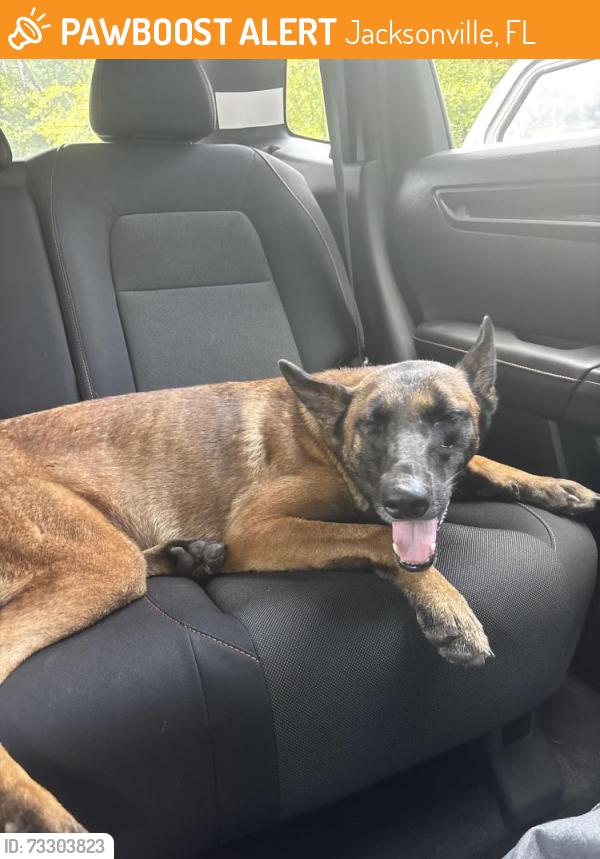Found/Stray Female Dog last seen old gainseville and normandy, Jacksonville, FL 32221