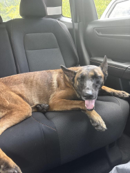 Found/Stray Female Dog last seen old gainseville and normandy, Jacksonville, FL 32221