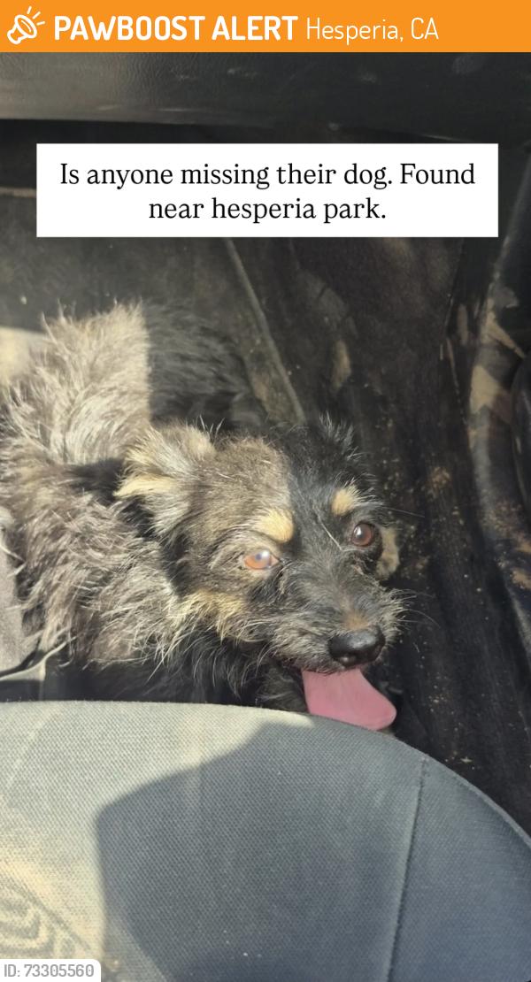 Found/Stray Female Dog last seen Mainstream, Hesperia, CA 92340