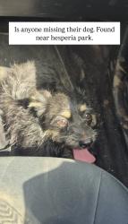 Found/Stray Female Dog last seen Mainstream, Hesperia, CA 92340