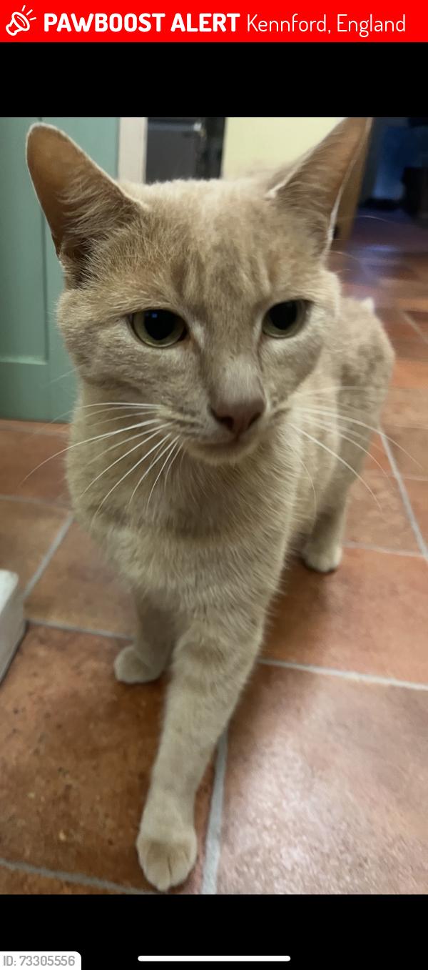Lost Male Cat last seen Kennford, Kennford, England 