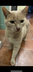 Lost Male Cat last seen Kennford, Kennford, England 