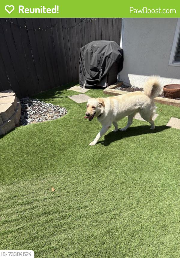 Reunited Unknown Dog last seen Cabela Dr and Matinal, San Diego, CA 92127
