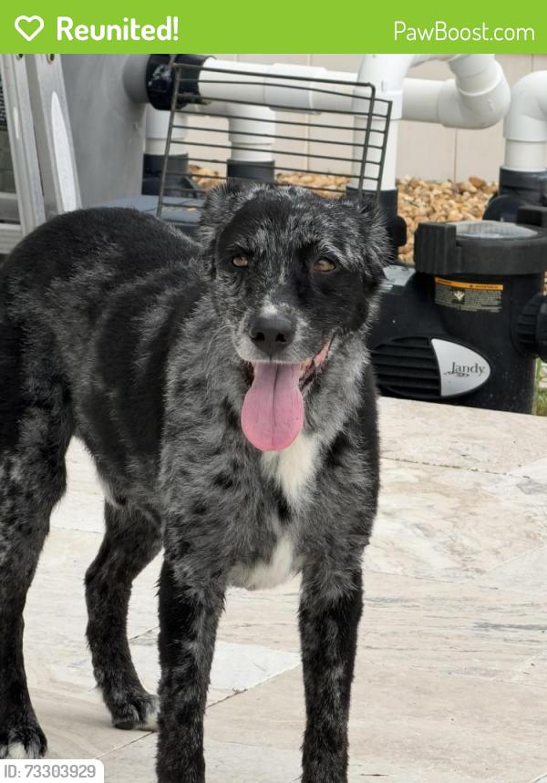 Reunited Male Dog last seen Bay Vista Park, Colony Dr S, St. Petersburg, FL 33705