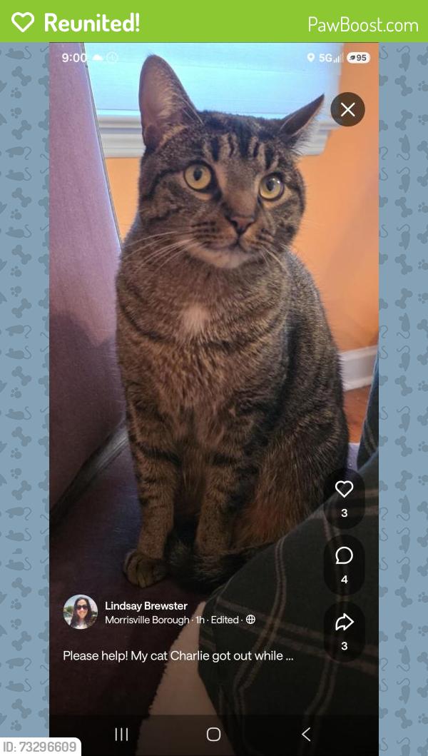 Reunited Male Cat last seen Althea & Melvin Ave, Morrisville, PA 19067