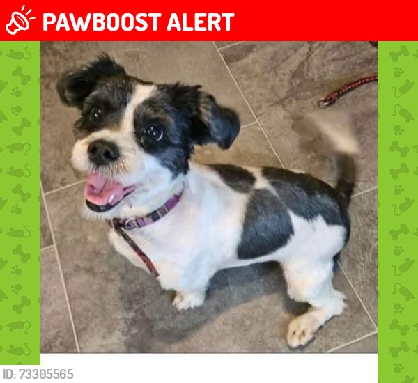 Lost Female Dog last seen 46th and 4th, Columbia Heights, MN 55421