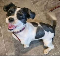 Lost Female Dog last seen 46th and 4th, Columbia Heights, MN 55421