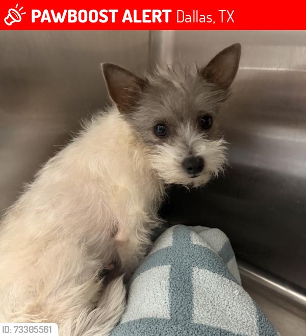 Lost Female Dog last seen Haskell & Gaston, Dallas, TX 75226