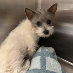 Lost Female Dog last seen Haskell & Gaston, Dallas, TX 75226