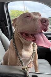 Shelter Stray Female Dog last seen Midwest City, 8485 E Reno Ave, Midwest City, OK 73110, USA